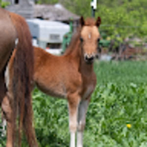 Meet your Posher, Gracie